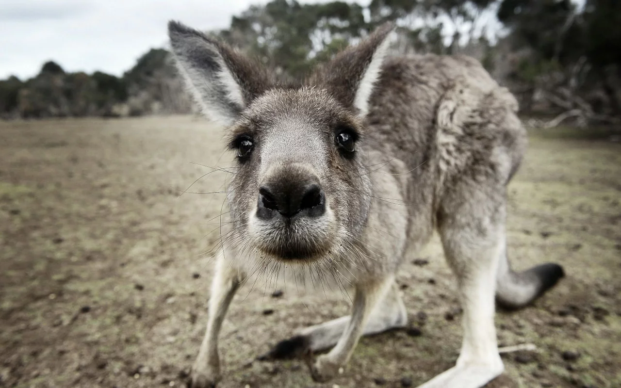 животные, кенгуру, любопытный, австралия, kangaroo, australia