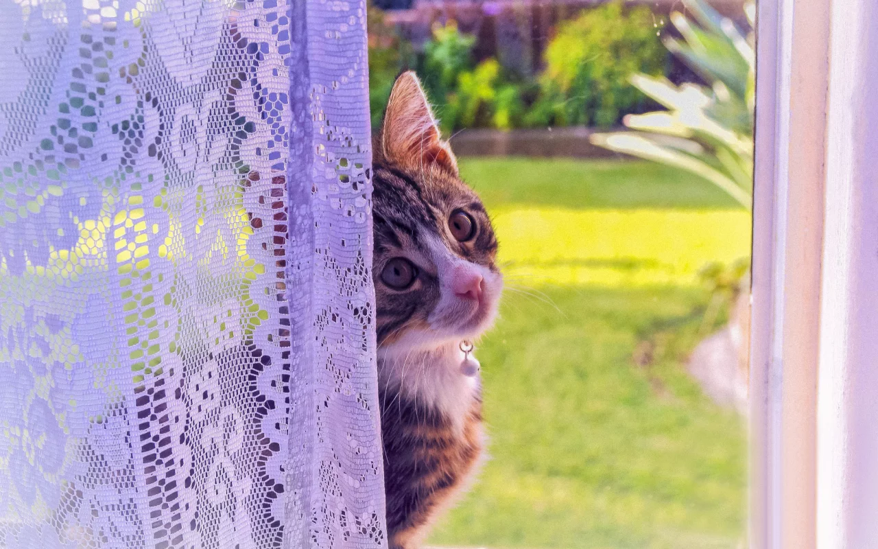 кошка, окно, котенок, взгляд