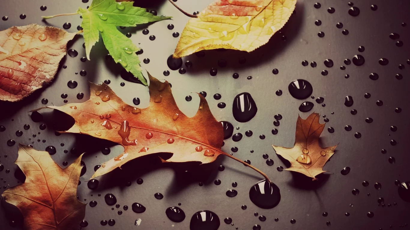 капли, листочки, вода, листья, листики, макро, роса