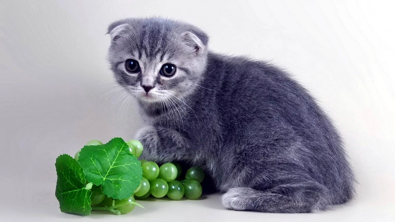 котенок, шотландский, вислоухий