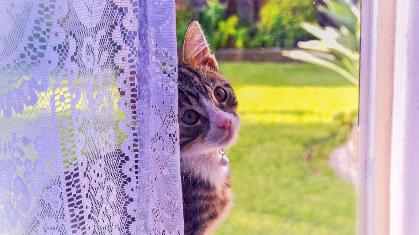 кошка, окно, котенок, взгляд