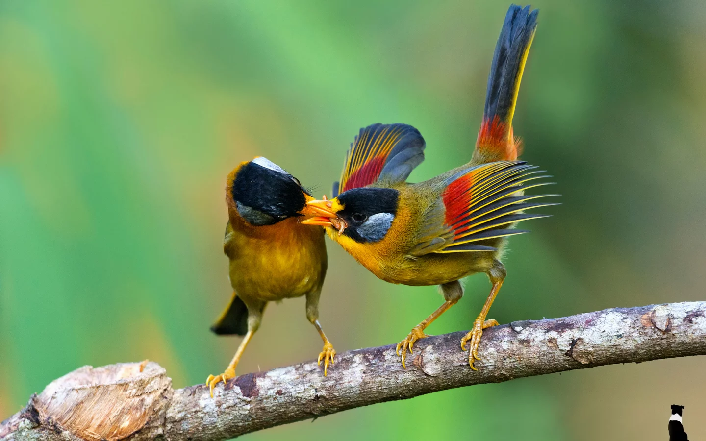 silver eared mesia, leiothrichidae, еда, by k s kong, ветка, птицы