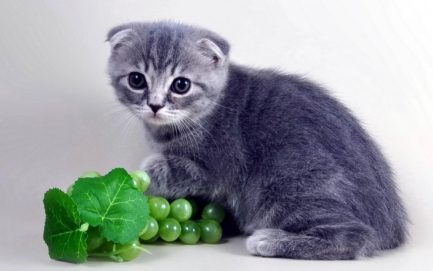 котенок, шотландский, вислоухий