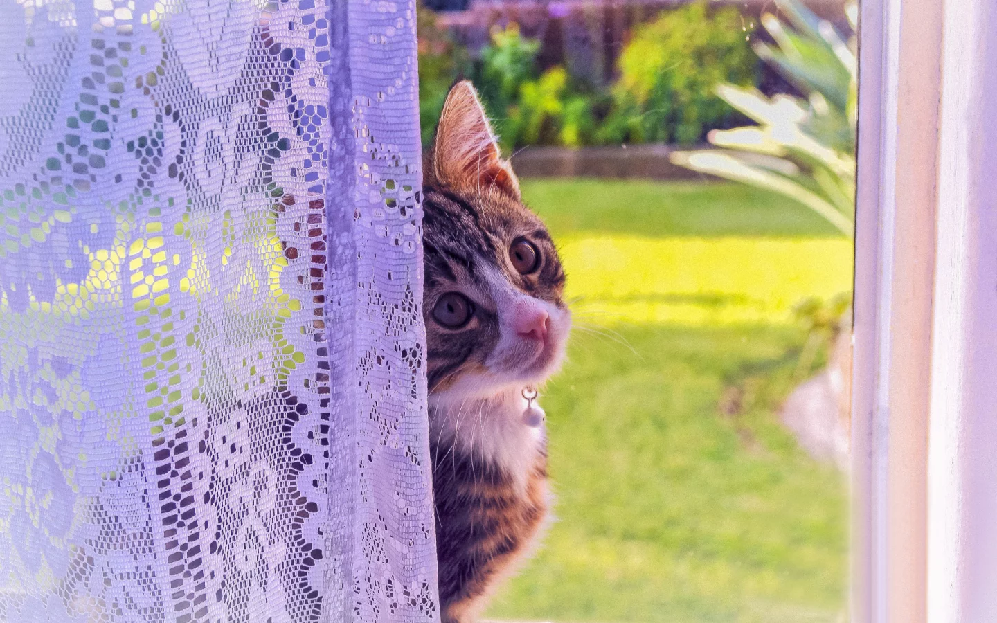 кошка, окно, котенок, взгляд