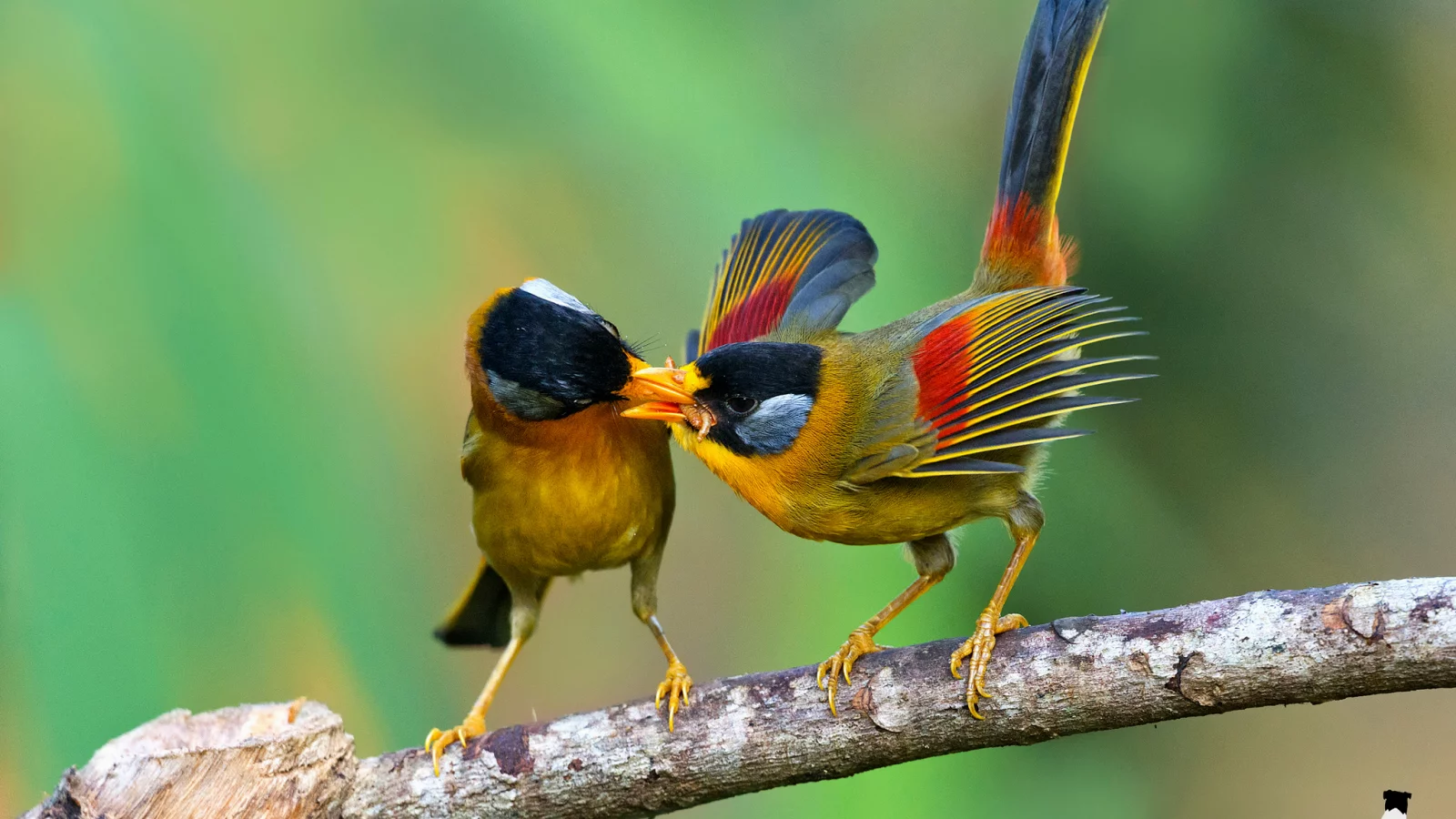 silver eared mesia, leiothrichidae, еда, by k s kong, ветка, птицы