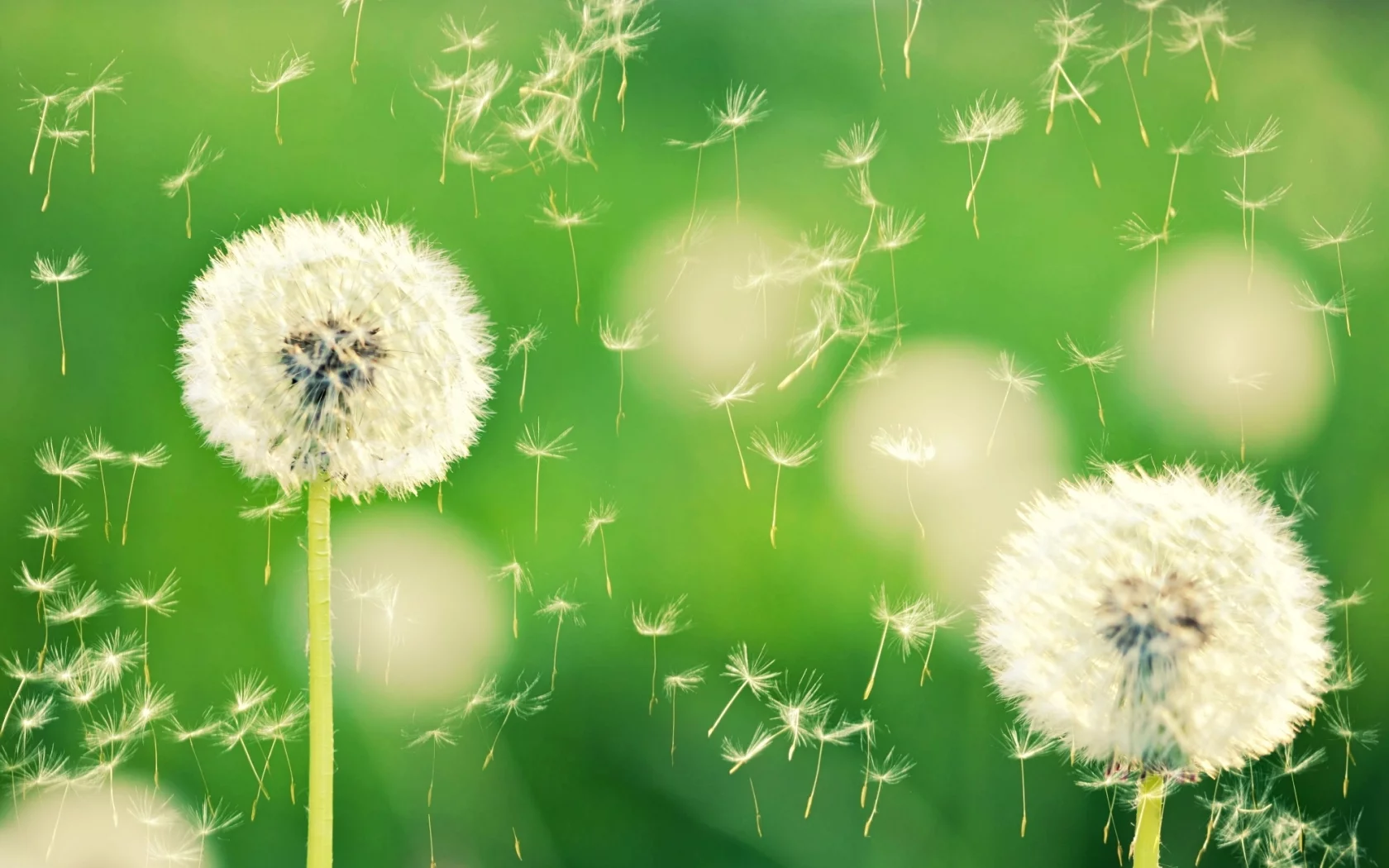 одуванчики, боке, макро, одуванчик, dandelion, природа