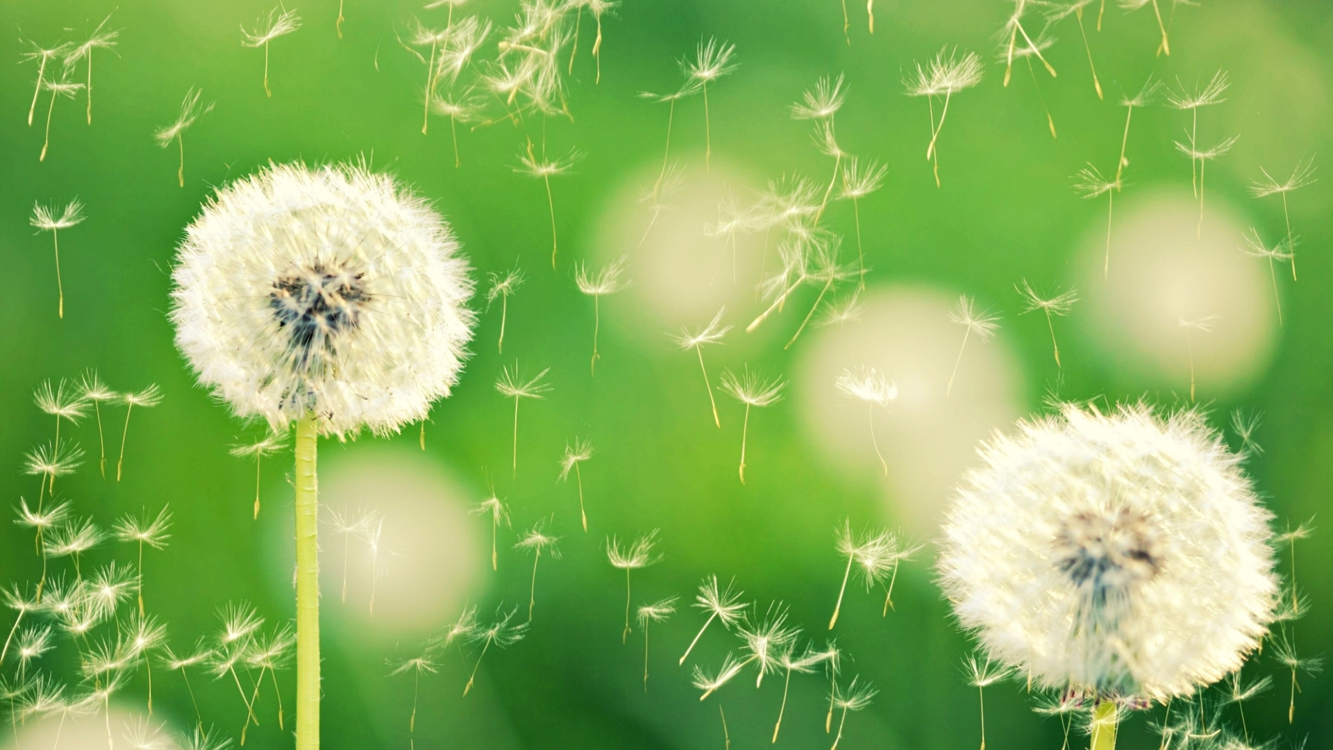 Картинка на рабочий стол одуванчики, боке, макро, одуванчик, dandelion,  природа 1920 x 1080