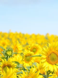 подсолнух, пейзаж, цветы, растение, цветочки, природа