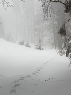 лес, шумава, чехия, plesn__, природа, снег, зима
