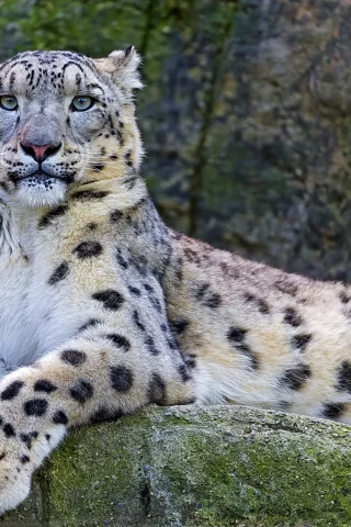 snow leopard, снежный барс, взгляд, ирбис