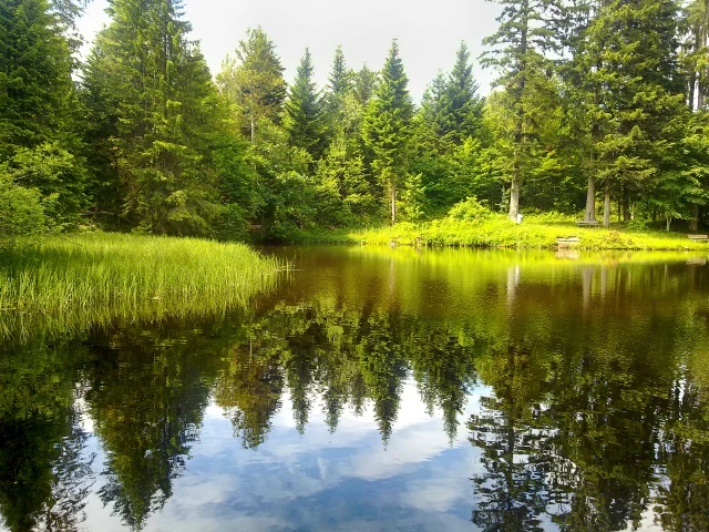 Реки, Леса, Природа