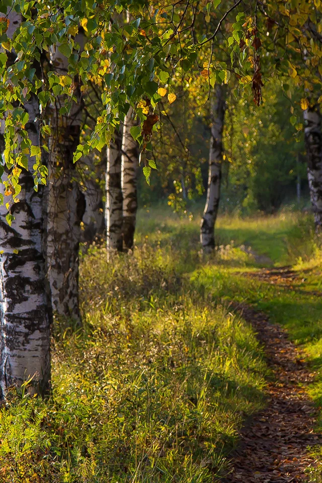 природа, лес, дорога, березы