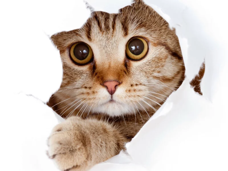кот, хулиган, игрунчик