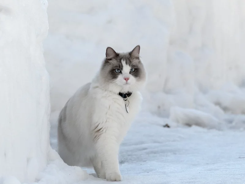 киса, коте, кот
