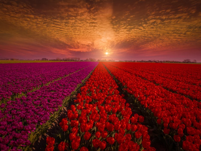 закат, тюльпаны