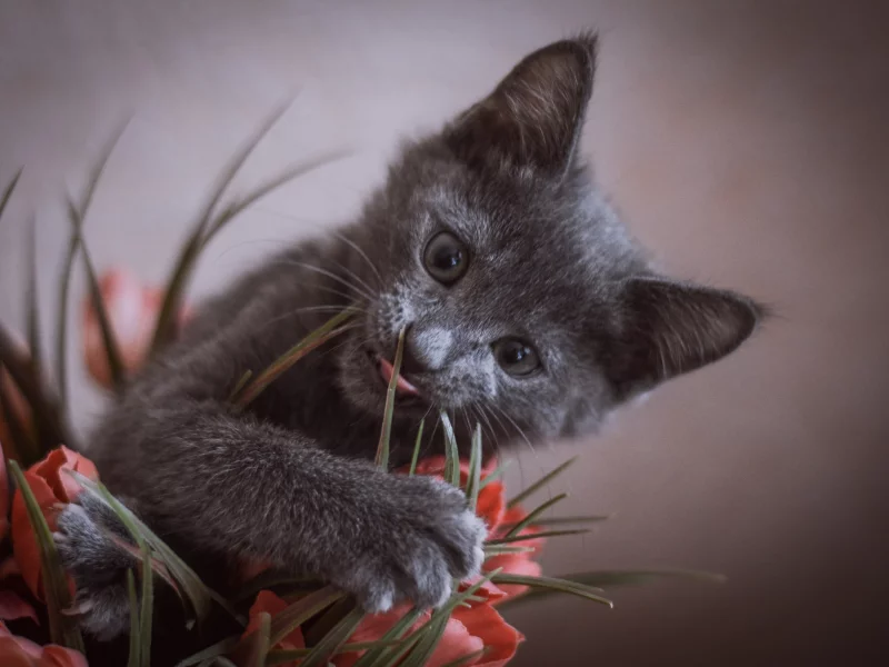 котёнок, подоконник, цветок, играет, взгляд, любопытство