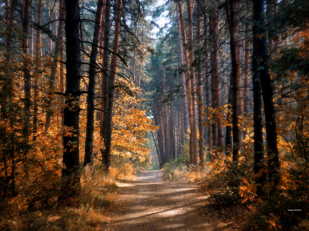 осень, лес, деревья, тропа, солнце, лучи, свет, краски