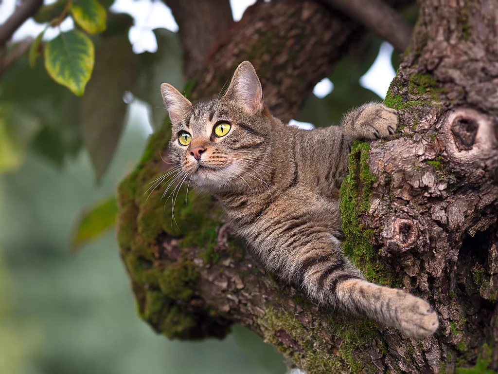 кот, взгляд
