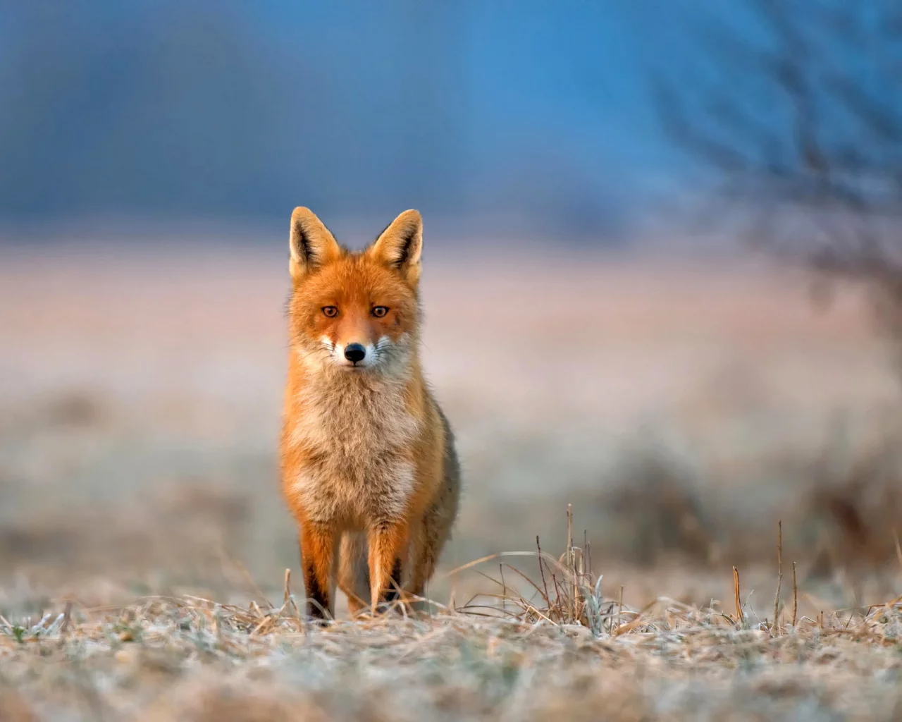 взгляд, лиса, трава, иней, животное, fox, природа