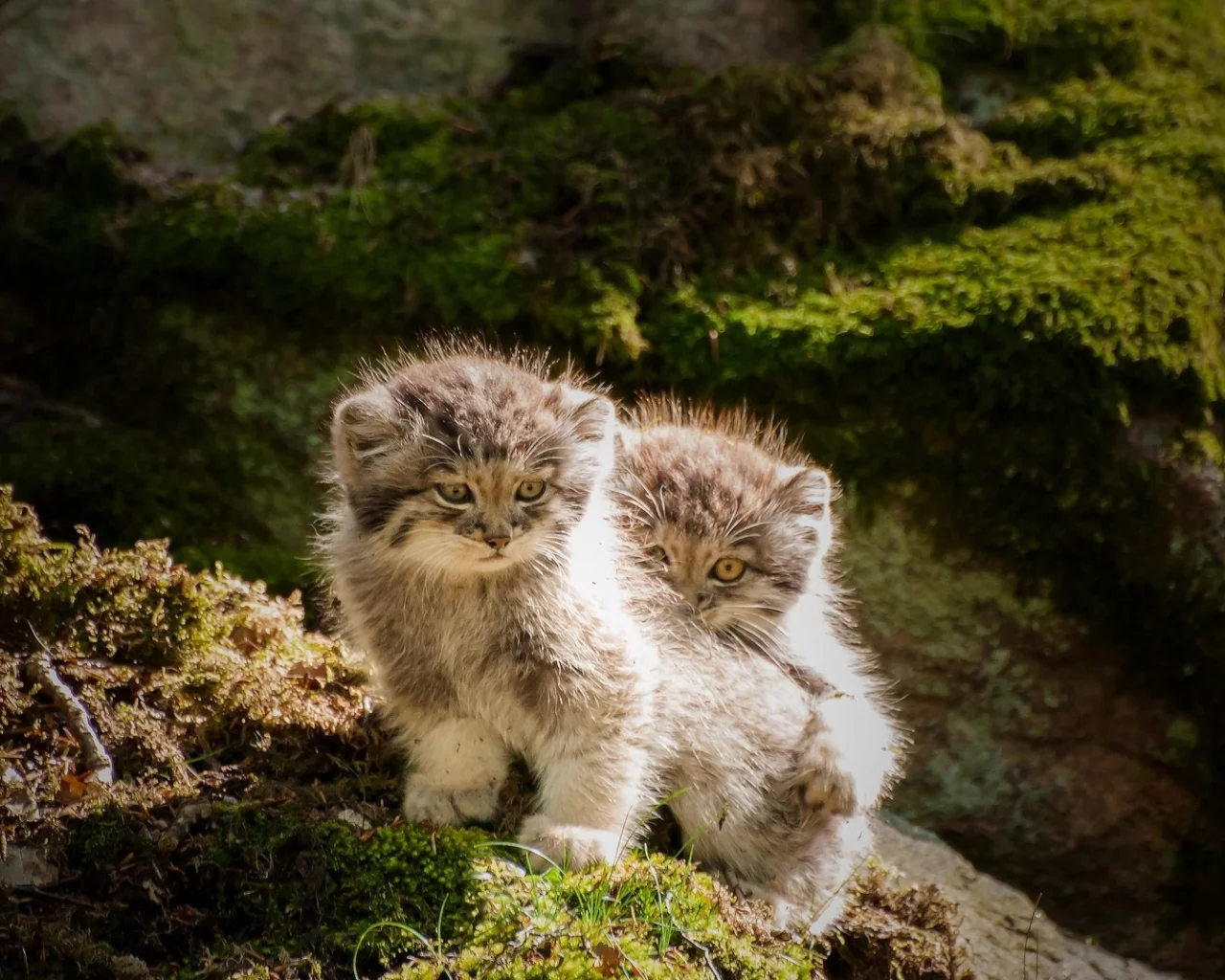 котята, камни, мох, животные