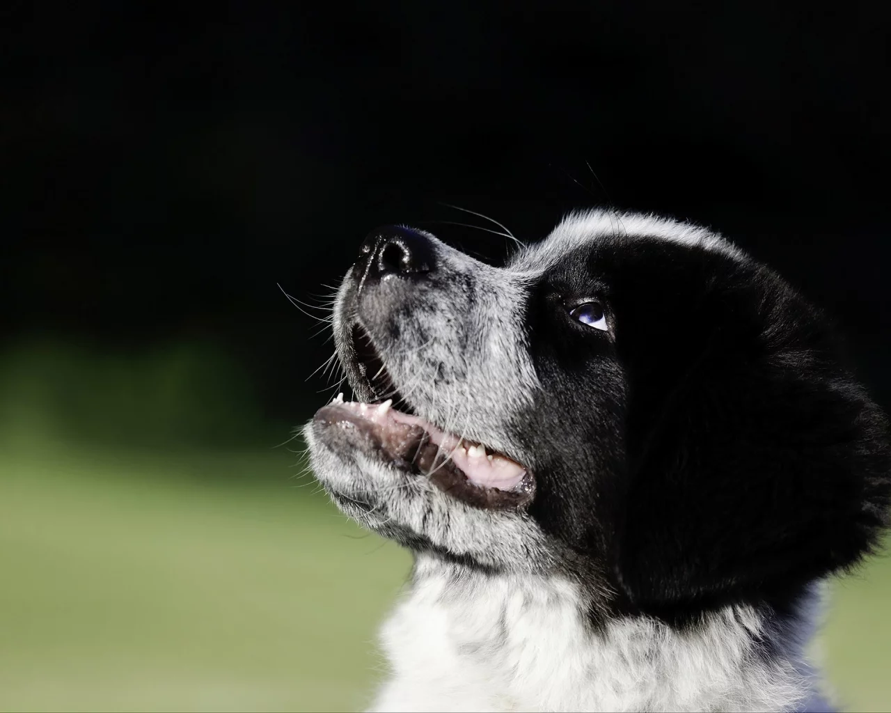 Great Pyrenees-Newfoundland mix, собака, щенок, морда