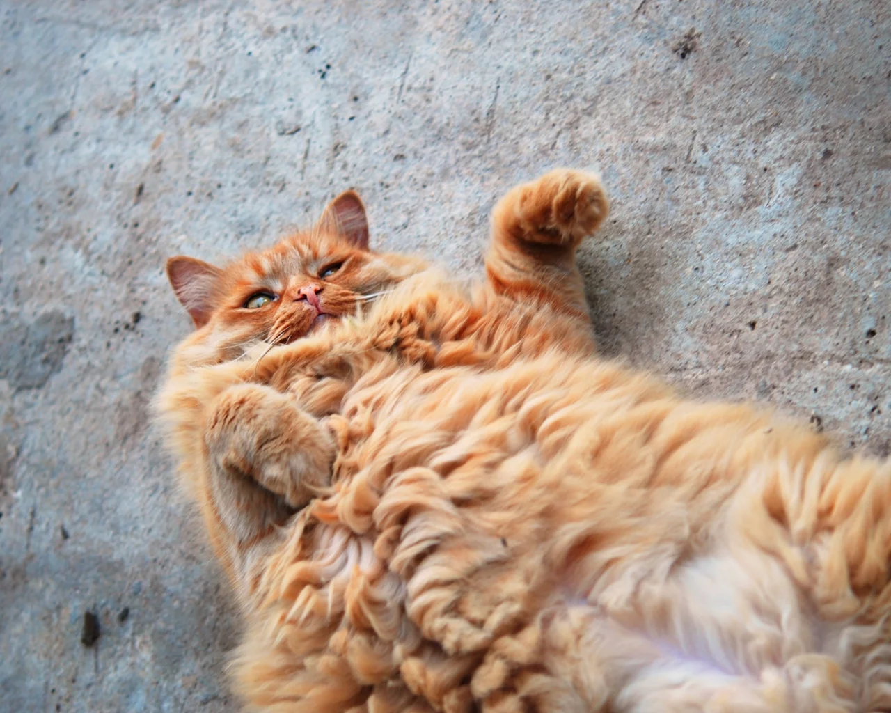 рыжий кот, кот, котяра, рыжий, пушистый, жиртрест