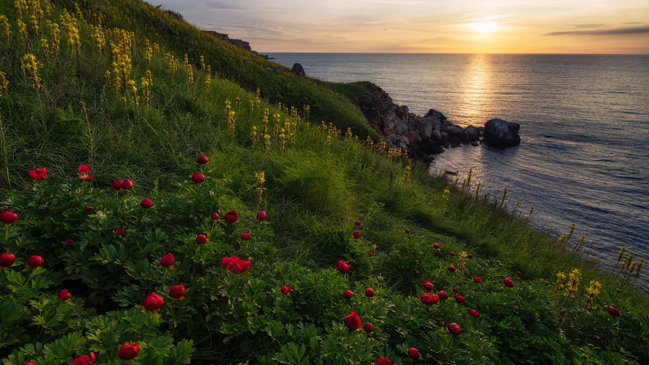 Камен бряг, резерват Яйлата, Чёрное море, Болгария, пионы, цветы, море, скалы, трава, небо, облака, восход, пейзаж, природа
