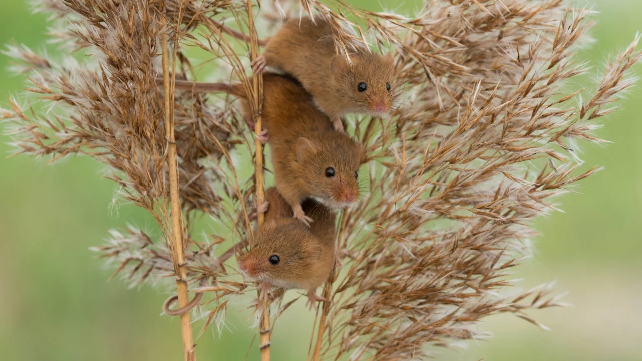 Harvest Mouse, Мышь-малютка, мыши, трио, троица, камыш
