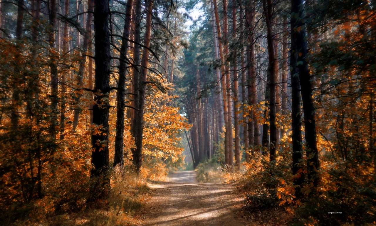 осень, лес, деревья, тропа, солнце, лучи, свет, краски