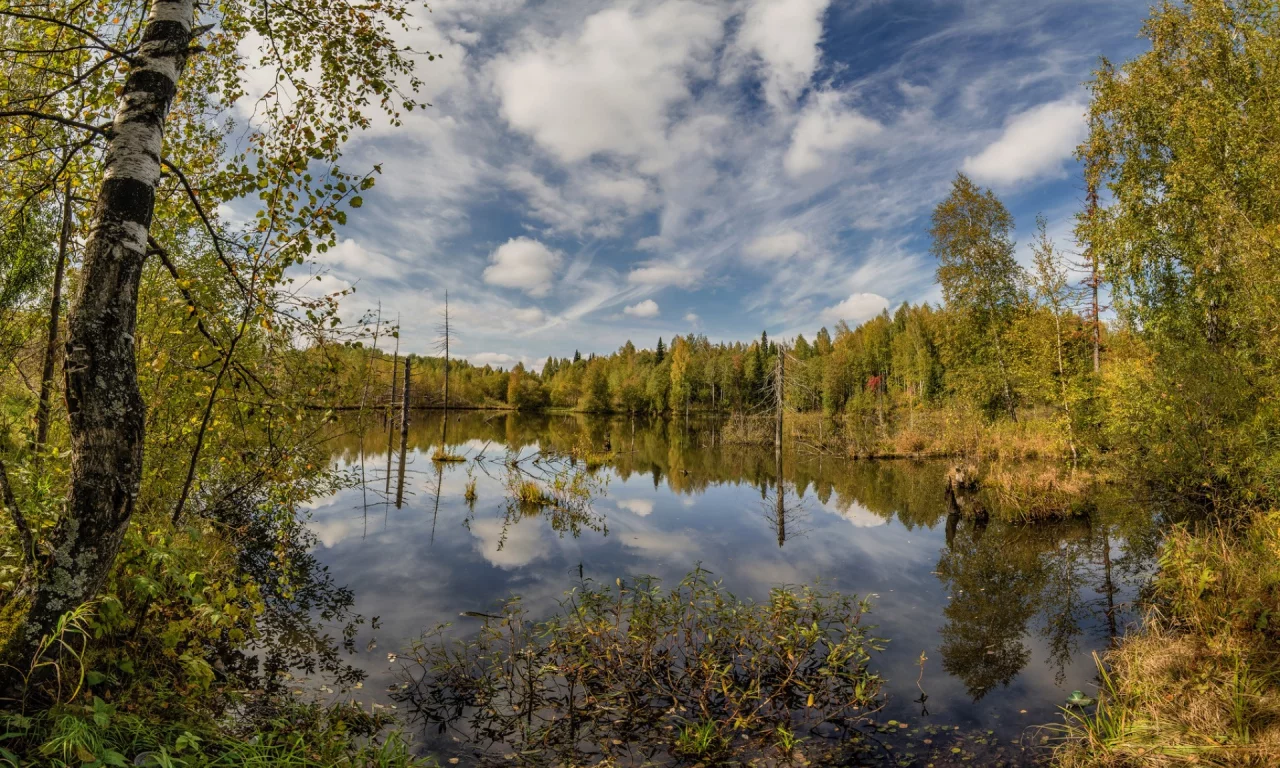 осень, лес, деревья, озерцо, отражние