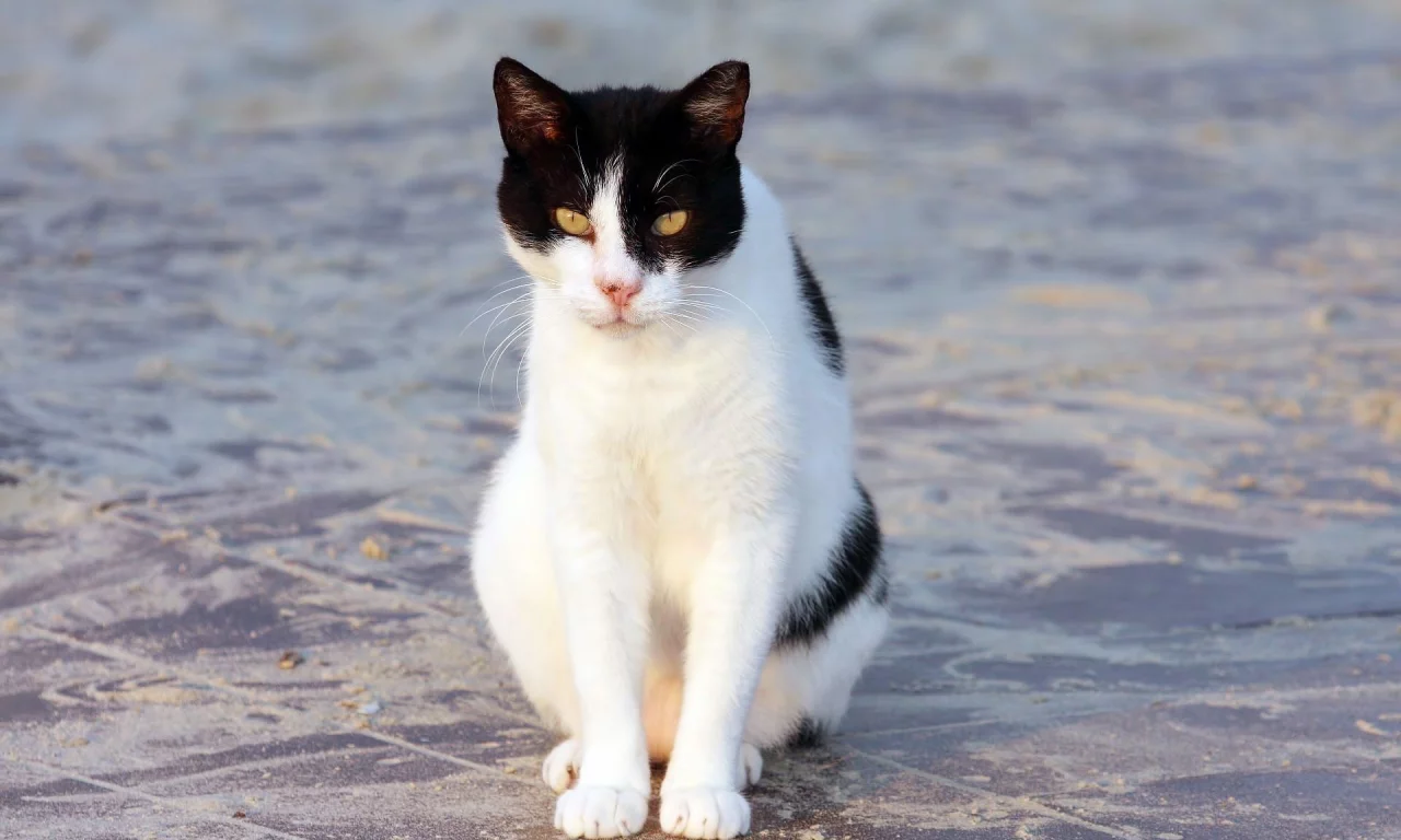 кот, кошка, бело-черная, сидит