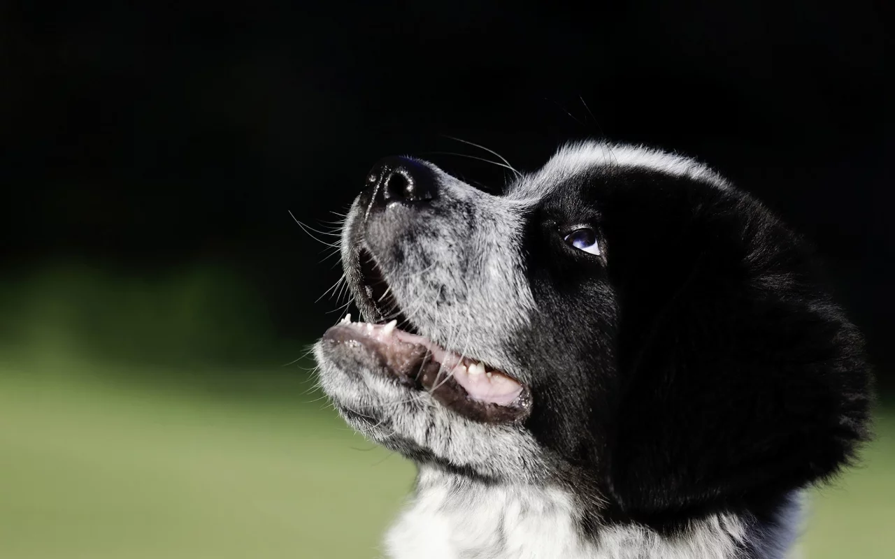 Great Pyrenees-Newfoundland mix, собака, щенок, морда