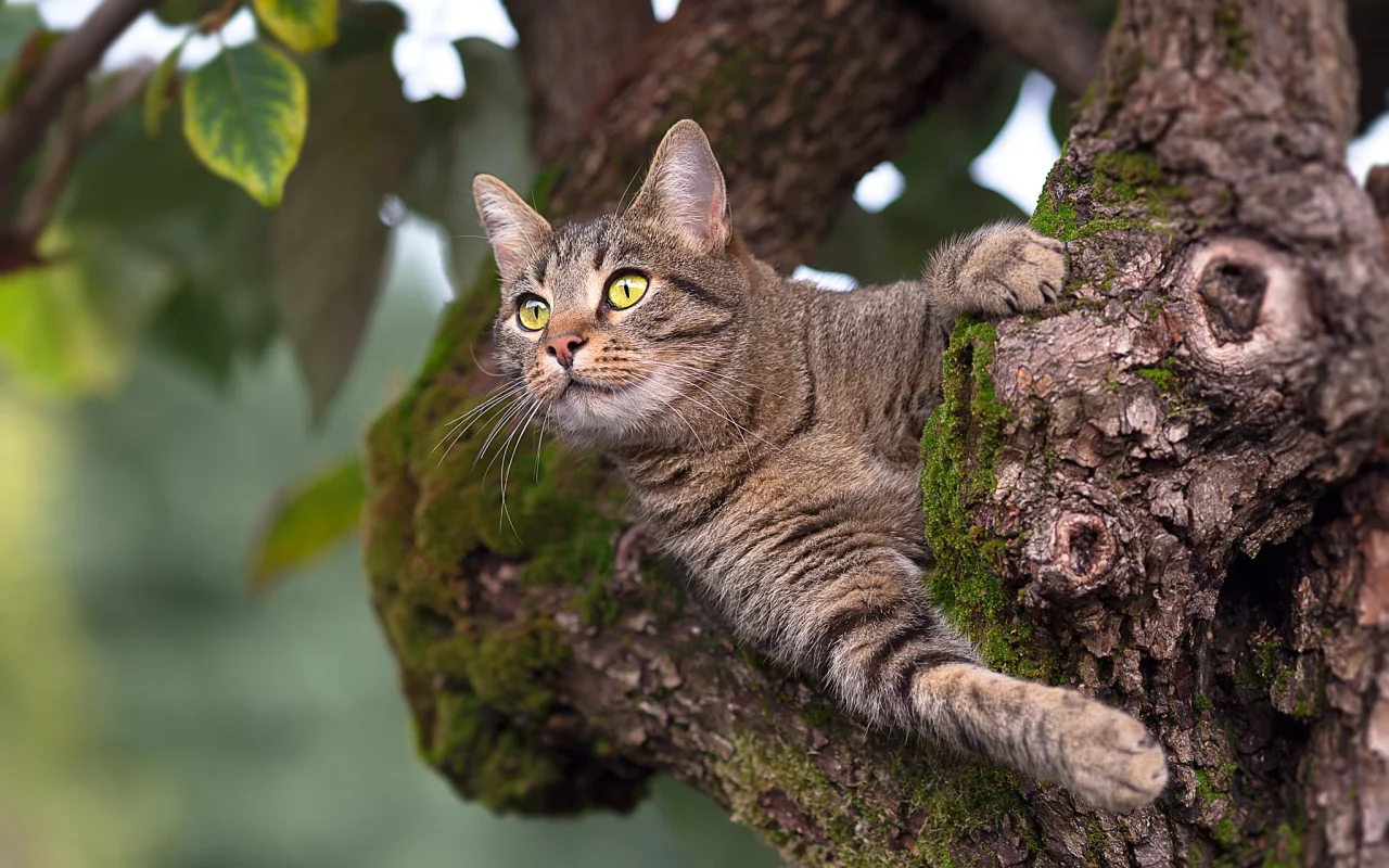 кот, взгляд
