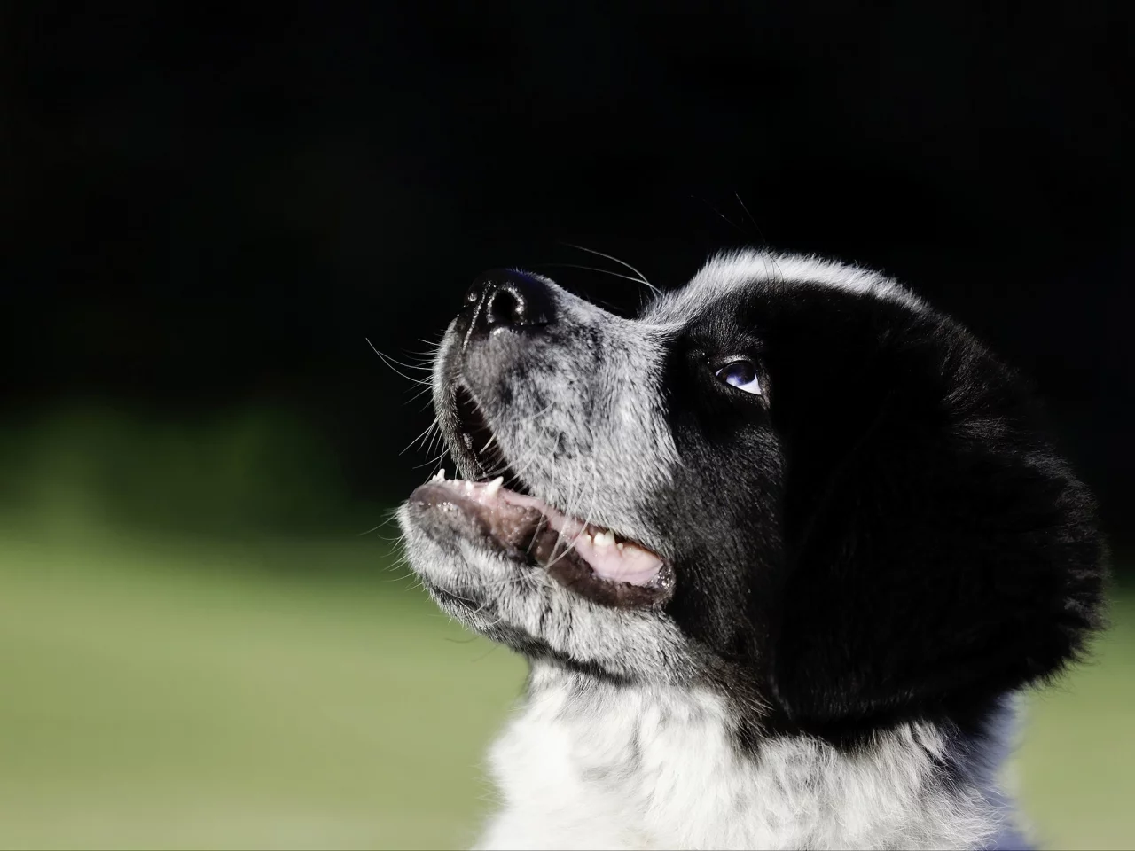 Great Pyrenees-Newfoundland mix, собака, щенок, морда