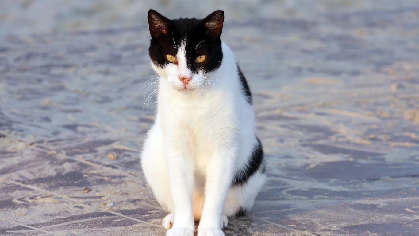 кот, кошка, бело-черная, сидит