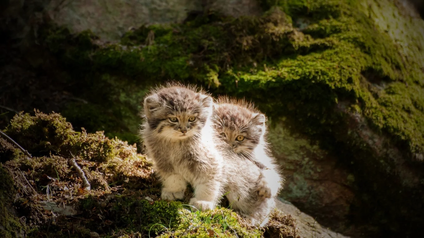 котята, камни, мох, животные