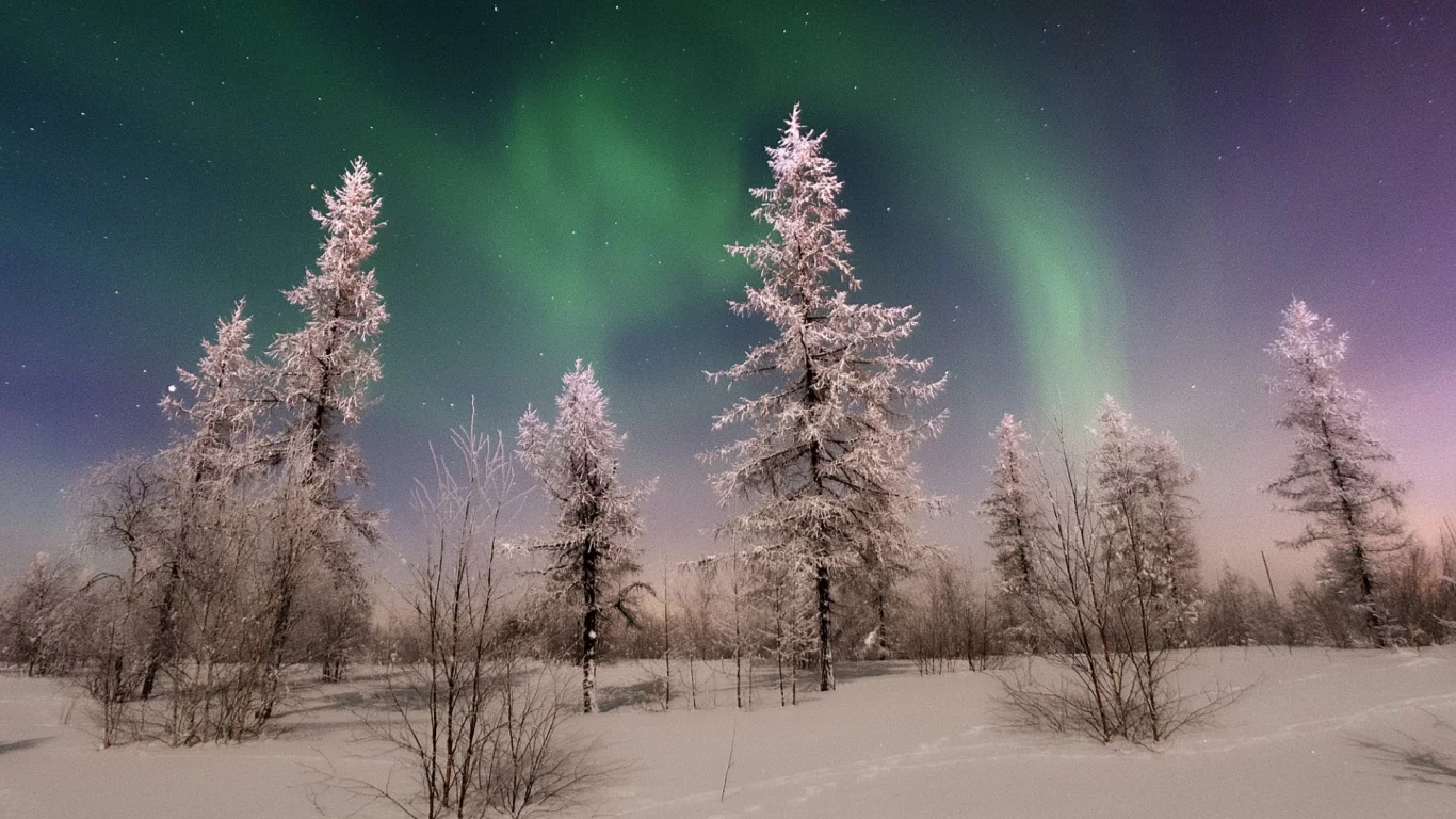 зима, север, ночь, звёзды, сияние, лес, снег