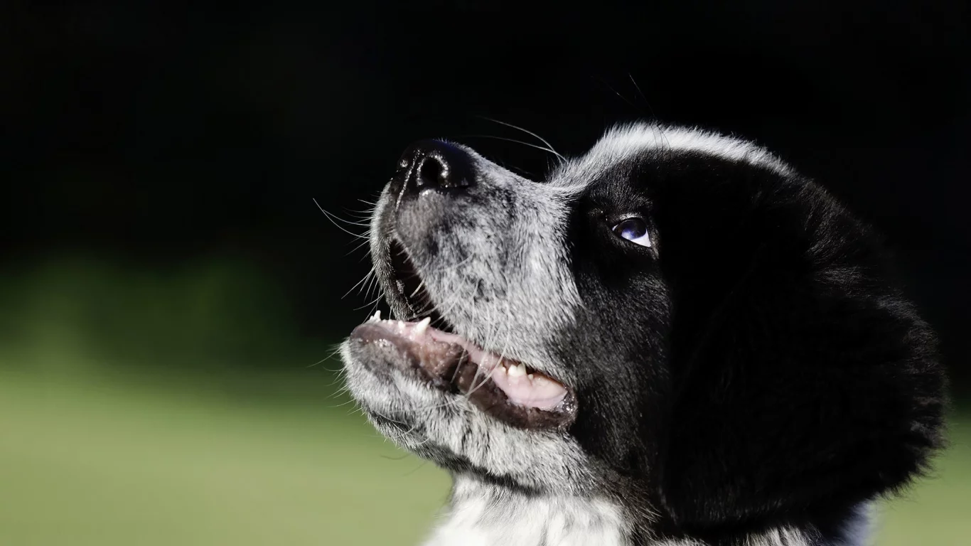 Great Pyrenees-Newfoundland mix, собака, щенок, морда
