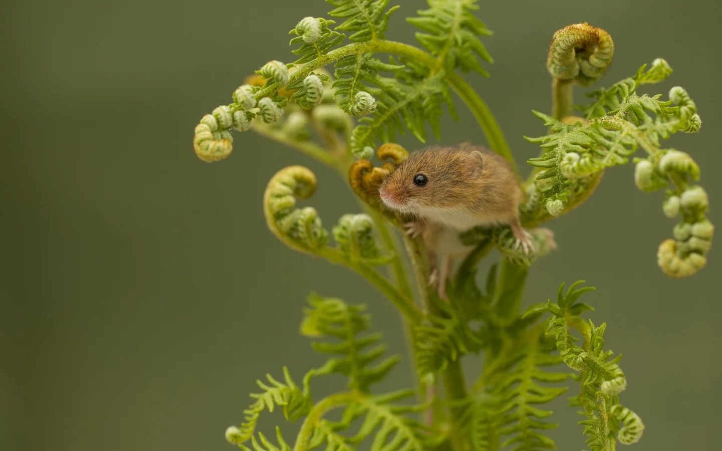 Harvest Mouse, Мышь-малютка, мышка, папоротник