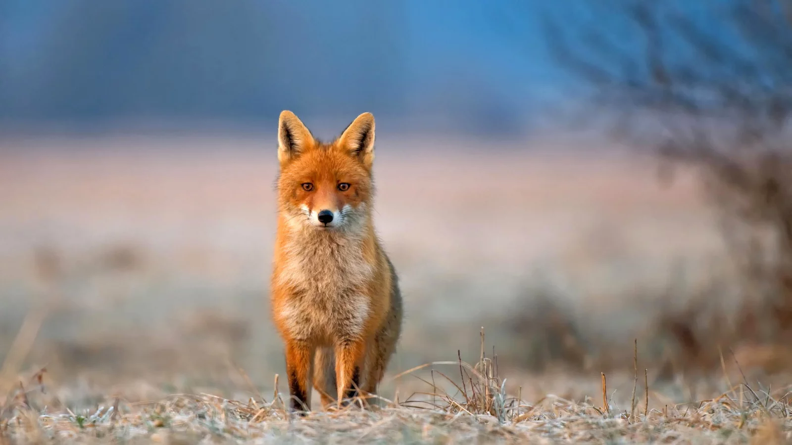взгляд, лиса, трава, иней, животное, fox, природа