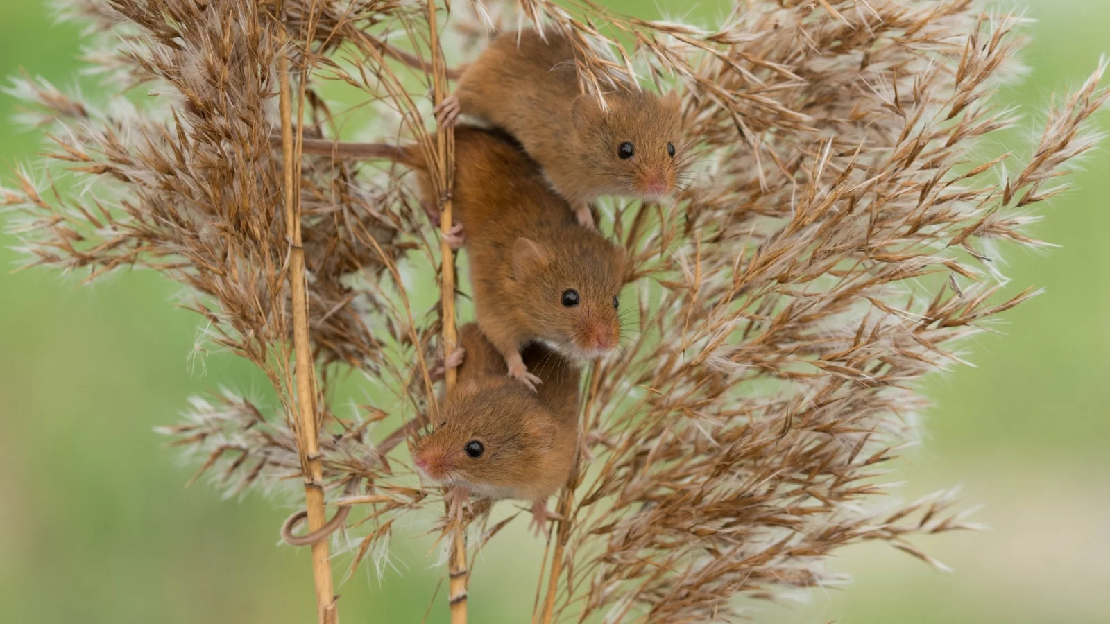 Harvest Mouse, Мышь-малютка, мыши, трио, троица, камыш