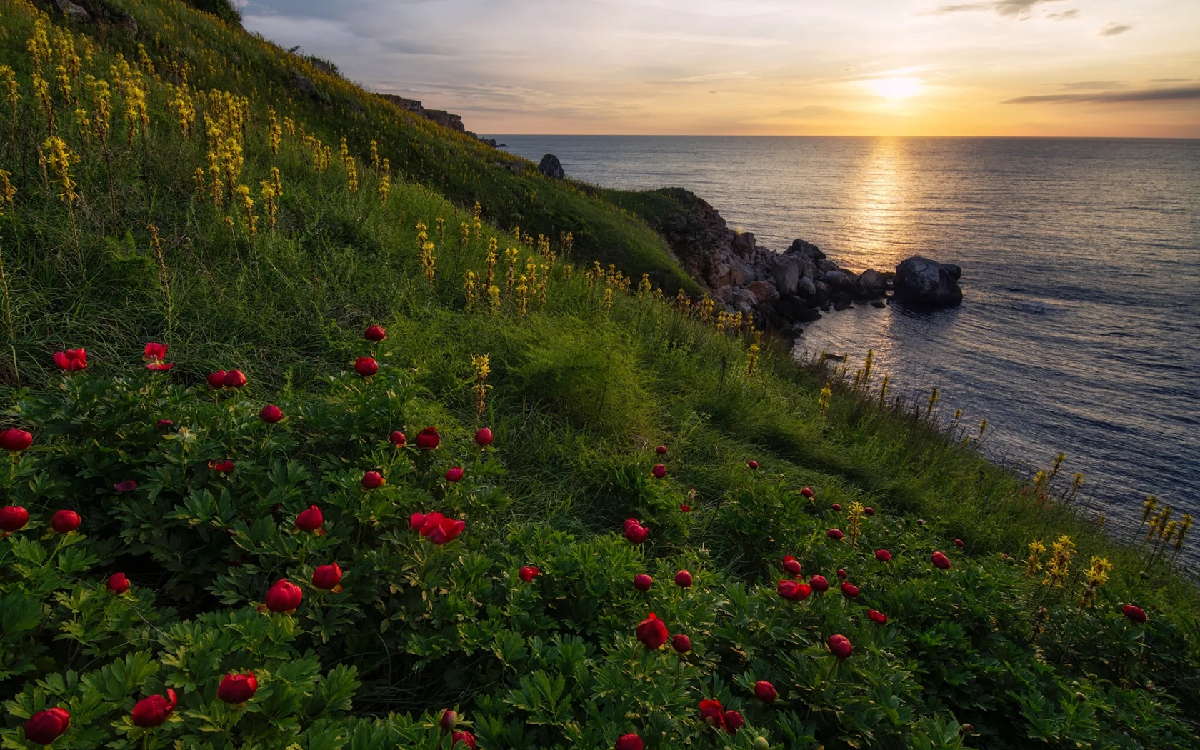 Камен бряг, резерват Яйлата, Чёрное море, Болгария, пионы, цветы, море, скалы, трава, небо, облака, восход, пейзаж, природа