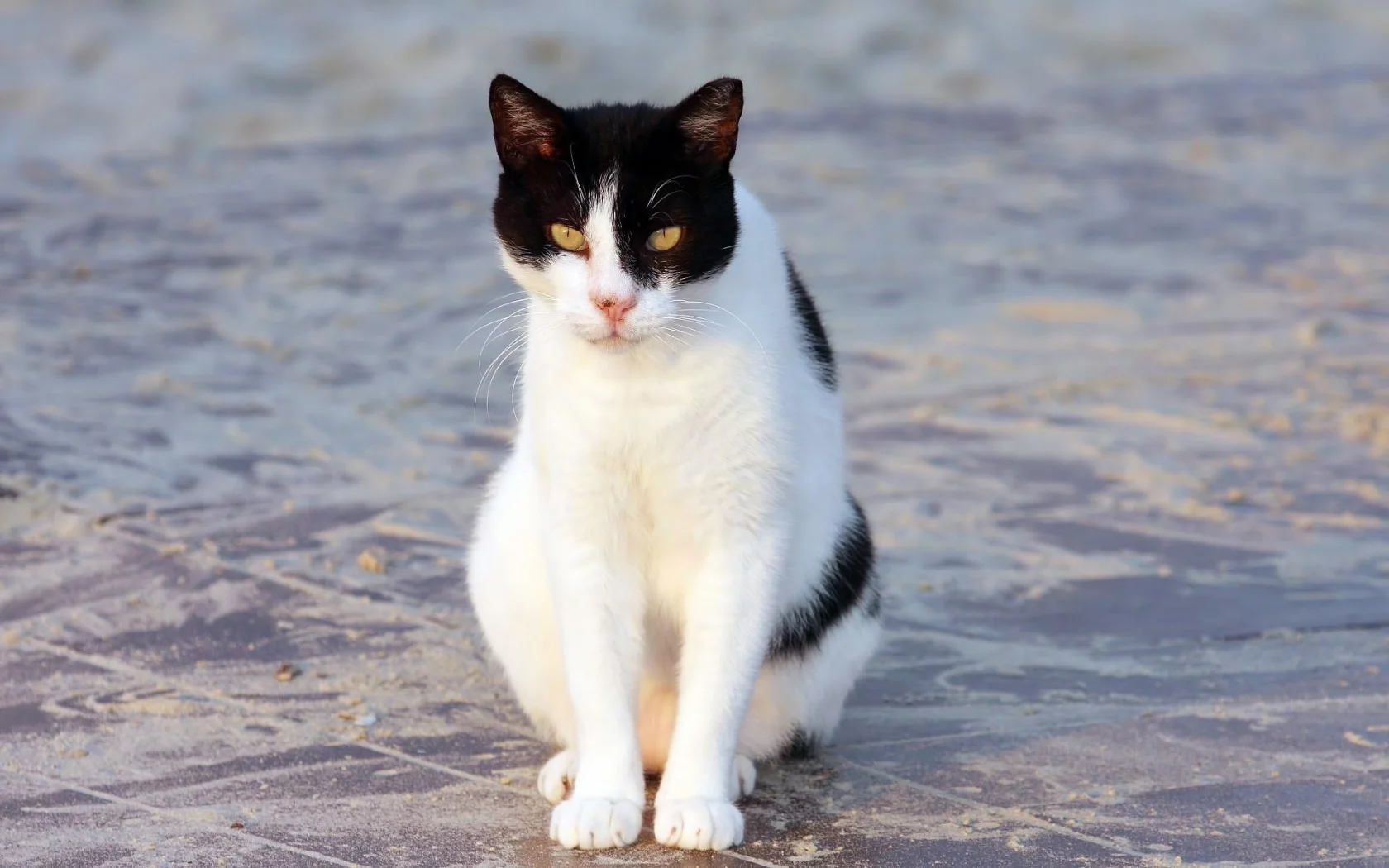 кот, кошка, бело-черная, сидит