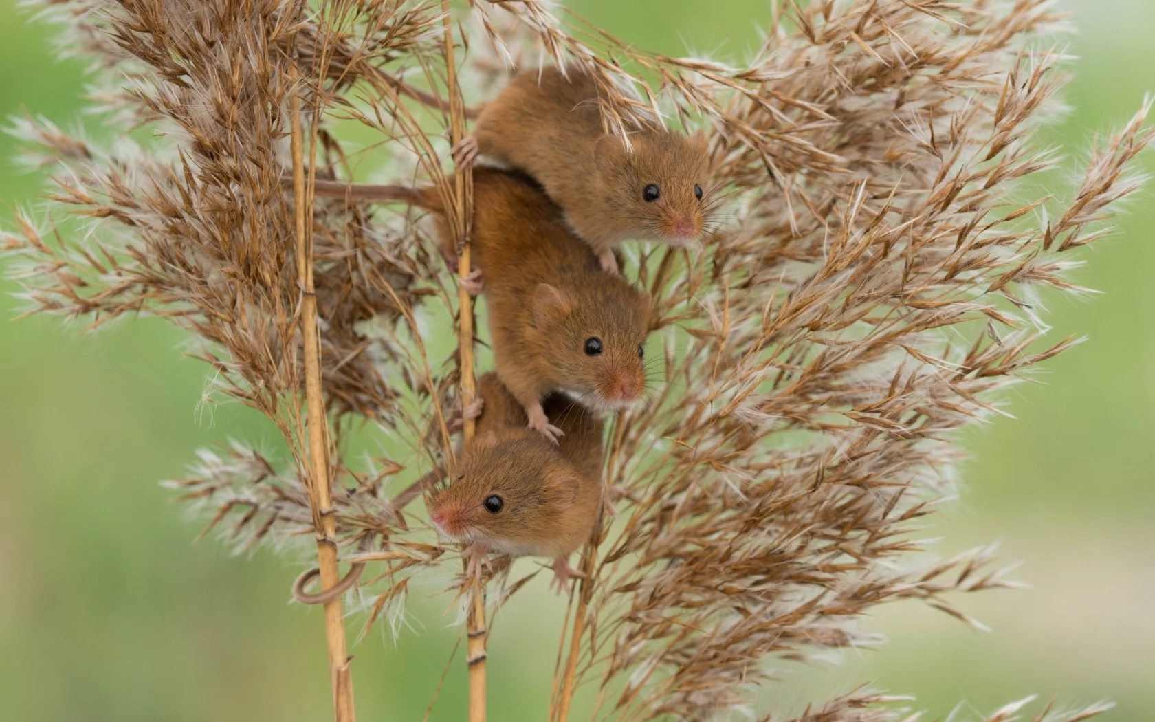 Harvest Mouse, Мышь-малютка, мыши, трио, троица, камыш