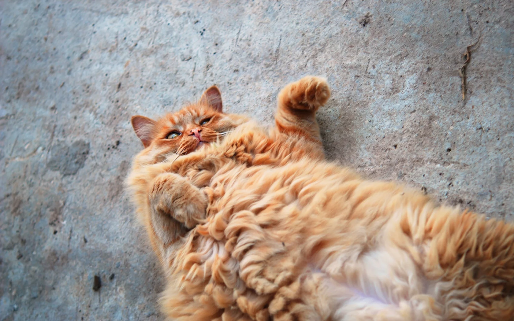 рыжий кот, кот, котяра, рыжий, пушистый, жиртрест