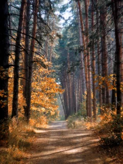 осень, лес, деревья, тропа, солнце, лучи, свет, краски