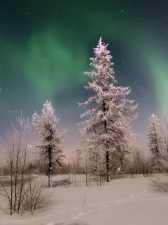 зима, север, ночь, звёзды, сияние, лес, снег