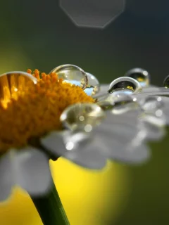 ромашка, цветок, капли, природа, макро