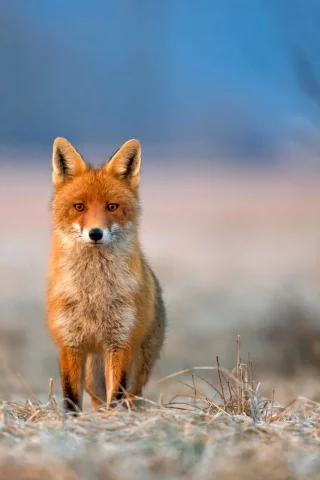 взгляд, лиса, трава, иней, животное, fox, природа