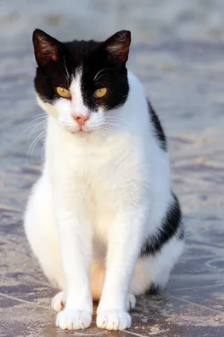 кот, кошка, бело-черная, сидит